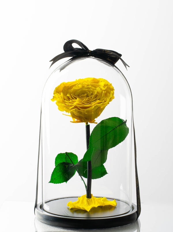 Yellow Rose of Luxury