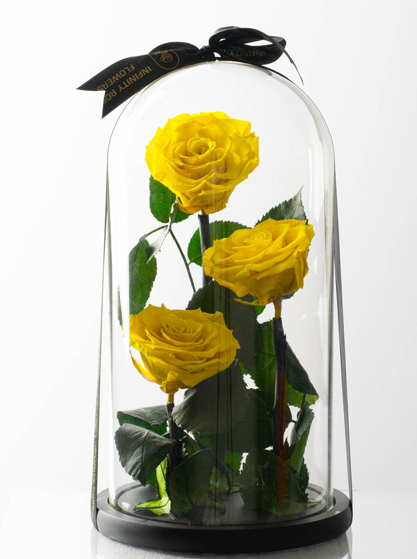 Triple Yellow  rose of Luxury