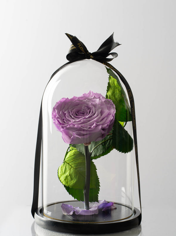 Light Purple Rose of Luxury